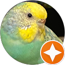 S Z (YippingFox) profile picture